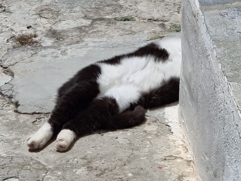 Pláka